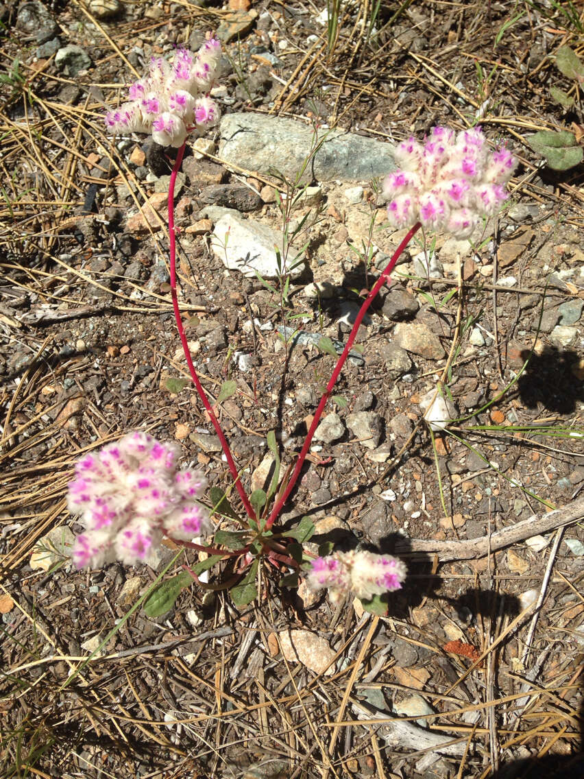 صورة Cistanthe monosperma (E. Greene) M. A. Hershkovitz