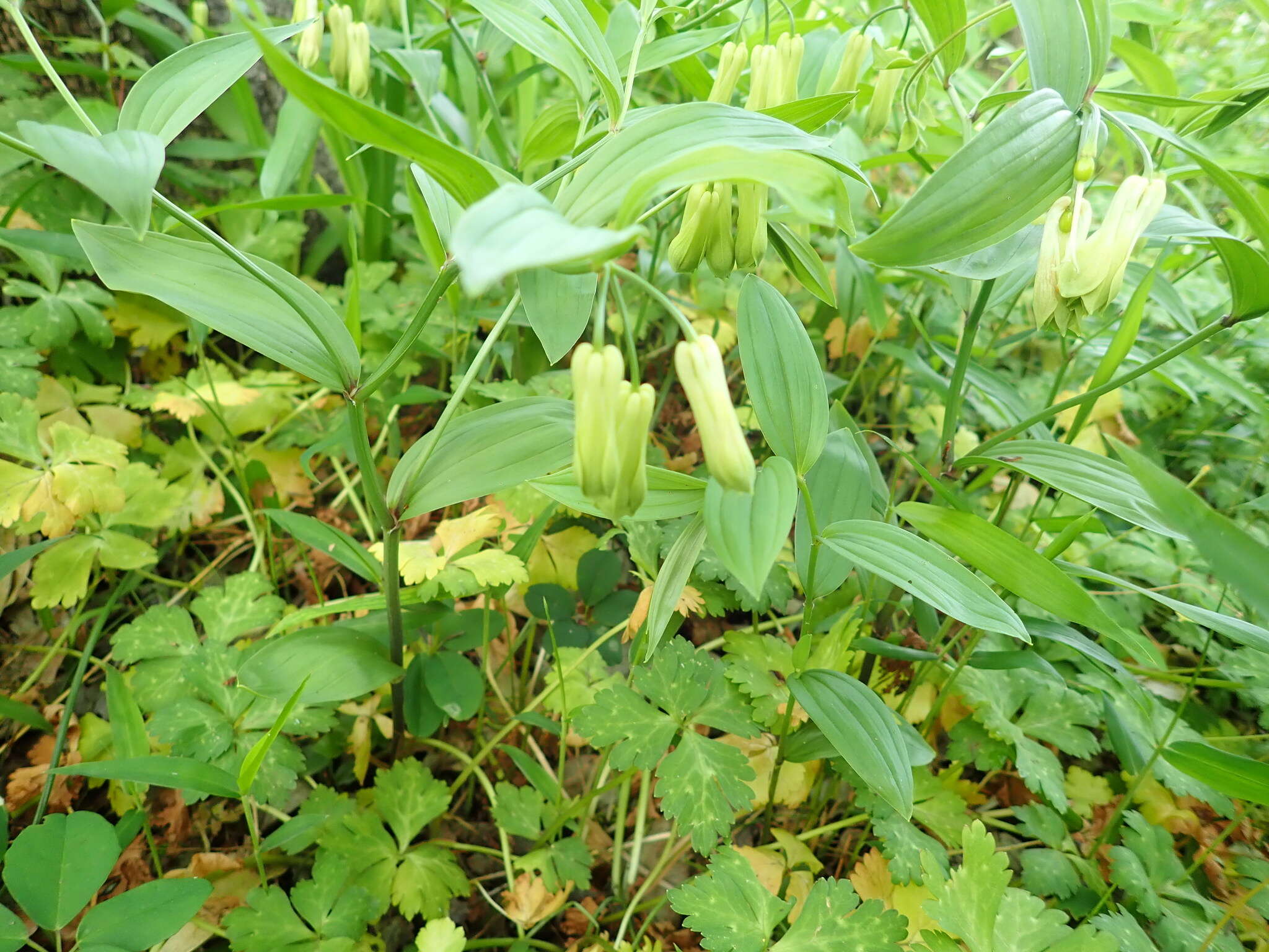 Image of Disporum sessile D. Don ex Schult. & Schult. fil.