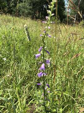 Imagem de Campanula bononiensis L.