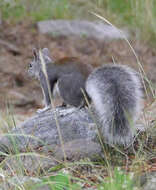 Image of Sciurus subgen. Otosciurus Nelson 1899