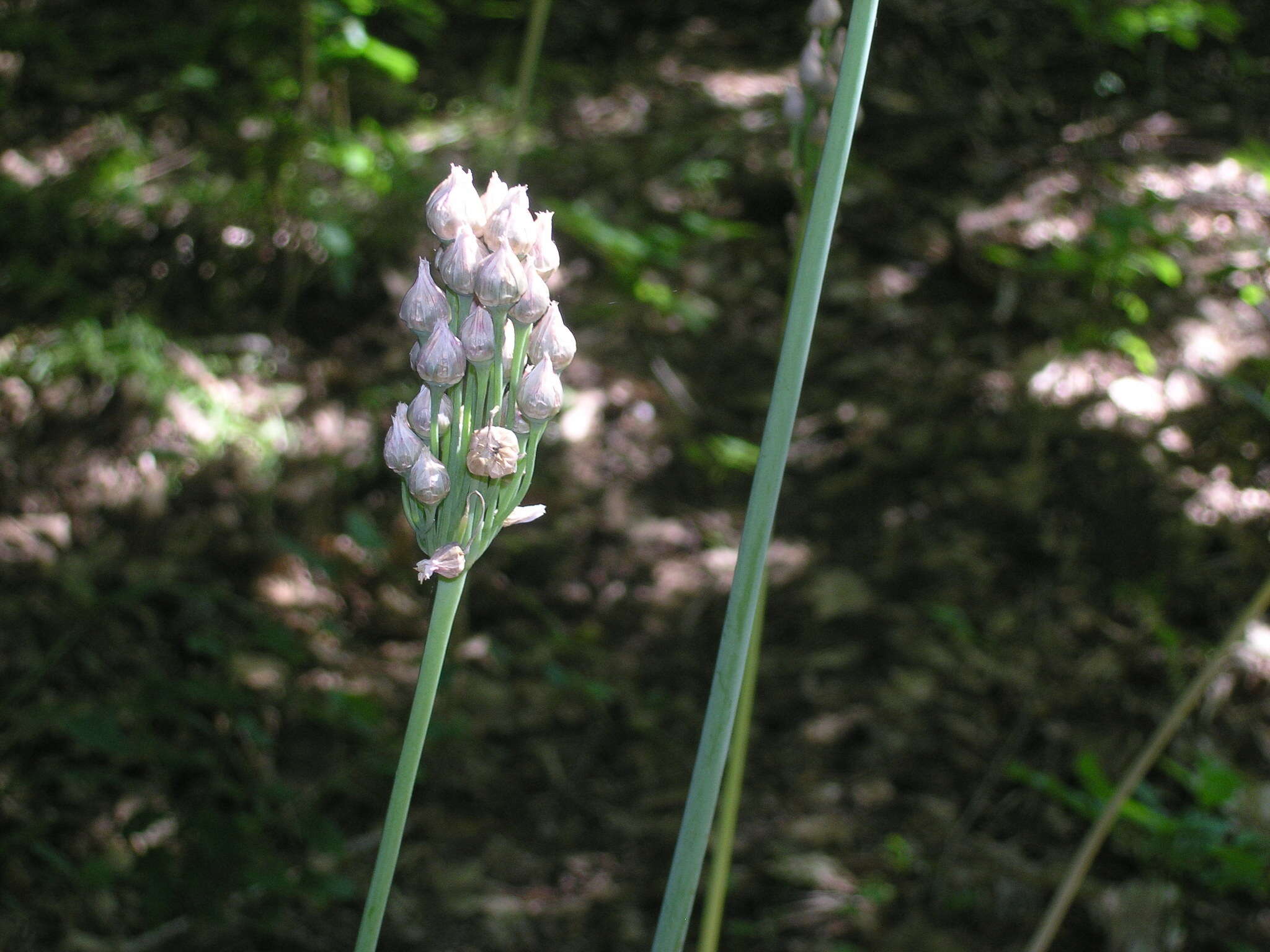 Image of Allium siculum subsp. dioscoridis (Sm.) K. Richt.