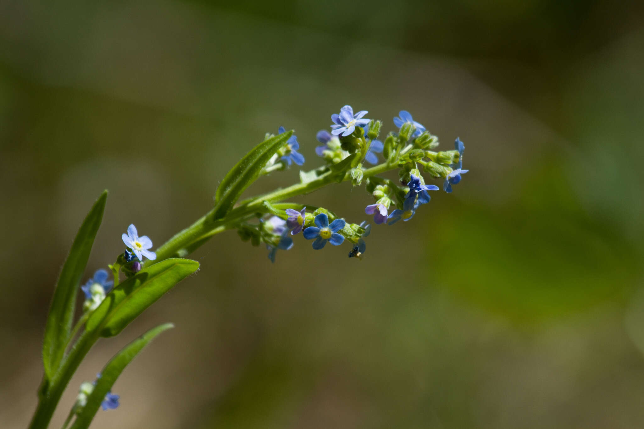 Image de Hackelia velutina (Piper) I. M. Johnst.