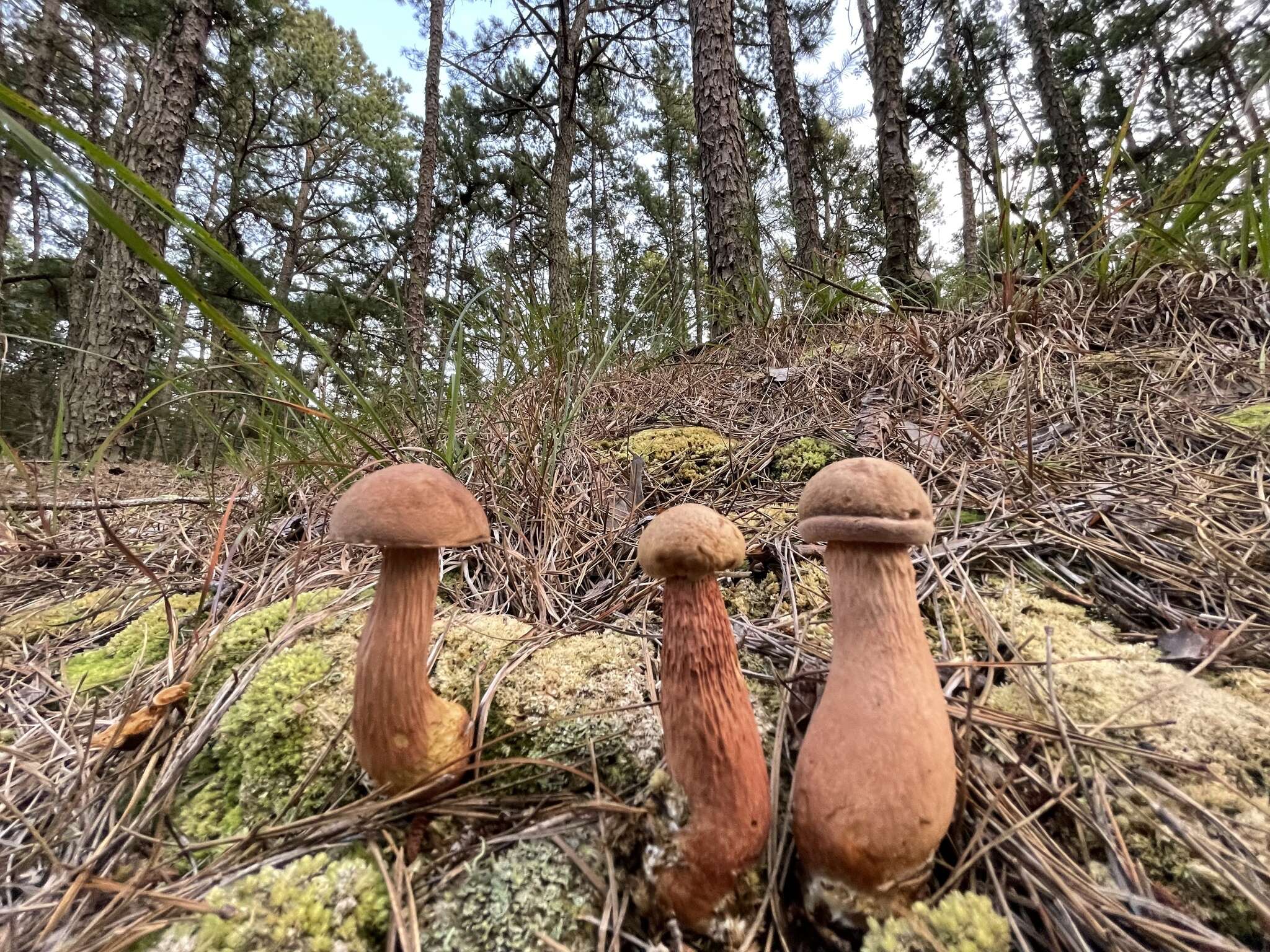 Слика од Aureoboletus projectellus (Murrill) Halling 2015