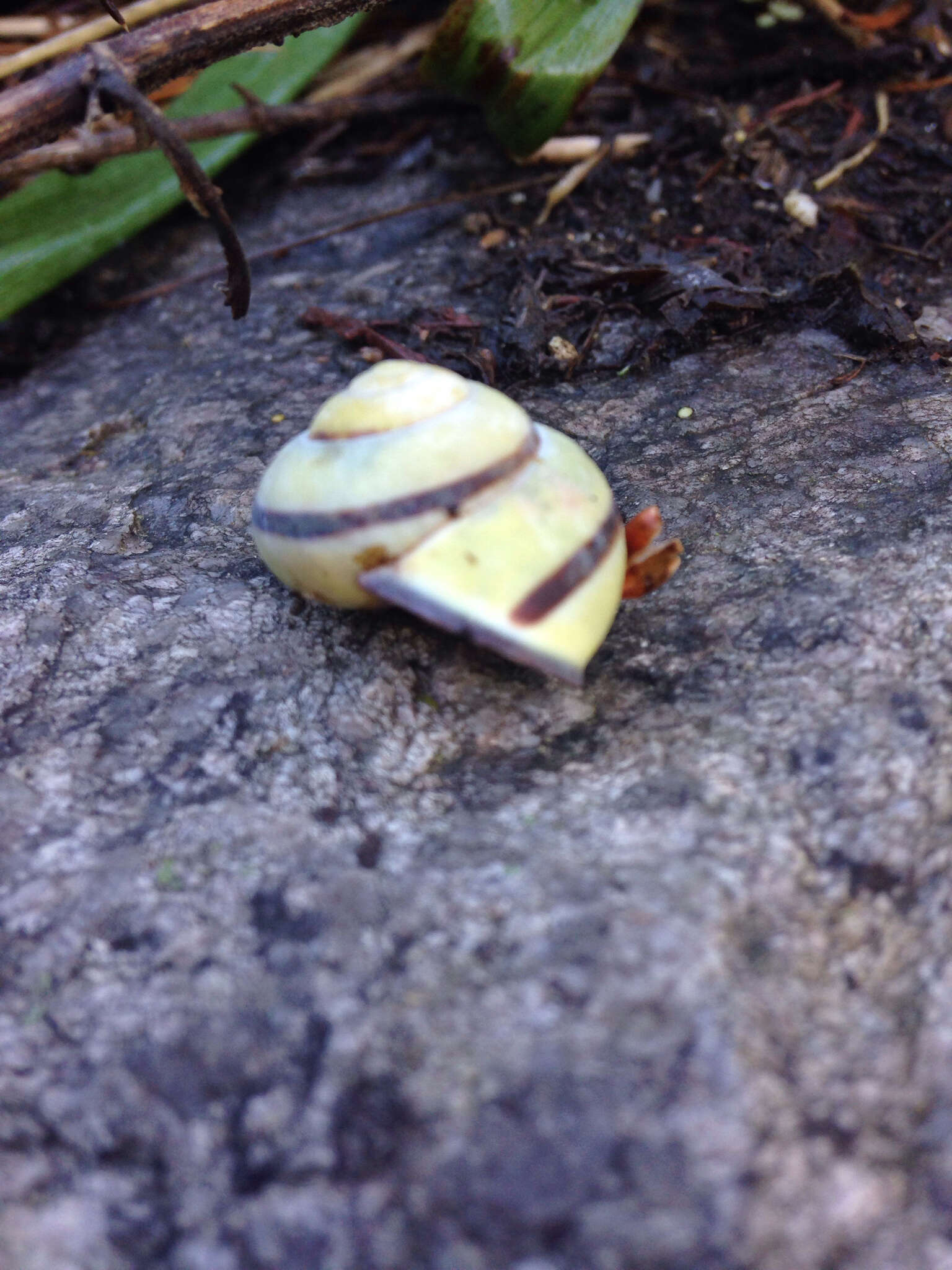 Image of Brown Lipped Snail