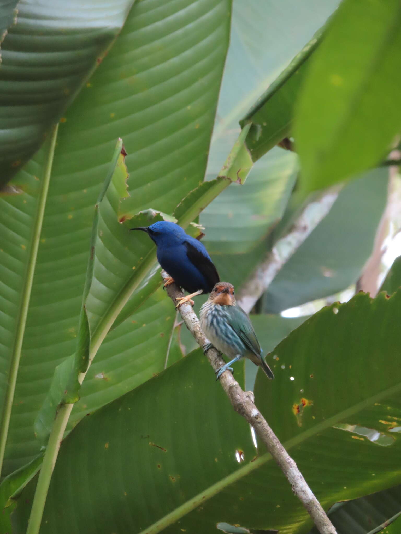 Imagem de Cyanerpes caeruleus (Linnaeus 1758)