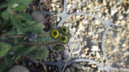 Image of hawkweed