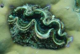 Image of Small giant clam