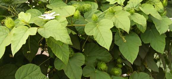 Sivun Passiflora foetida L. kuva