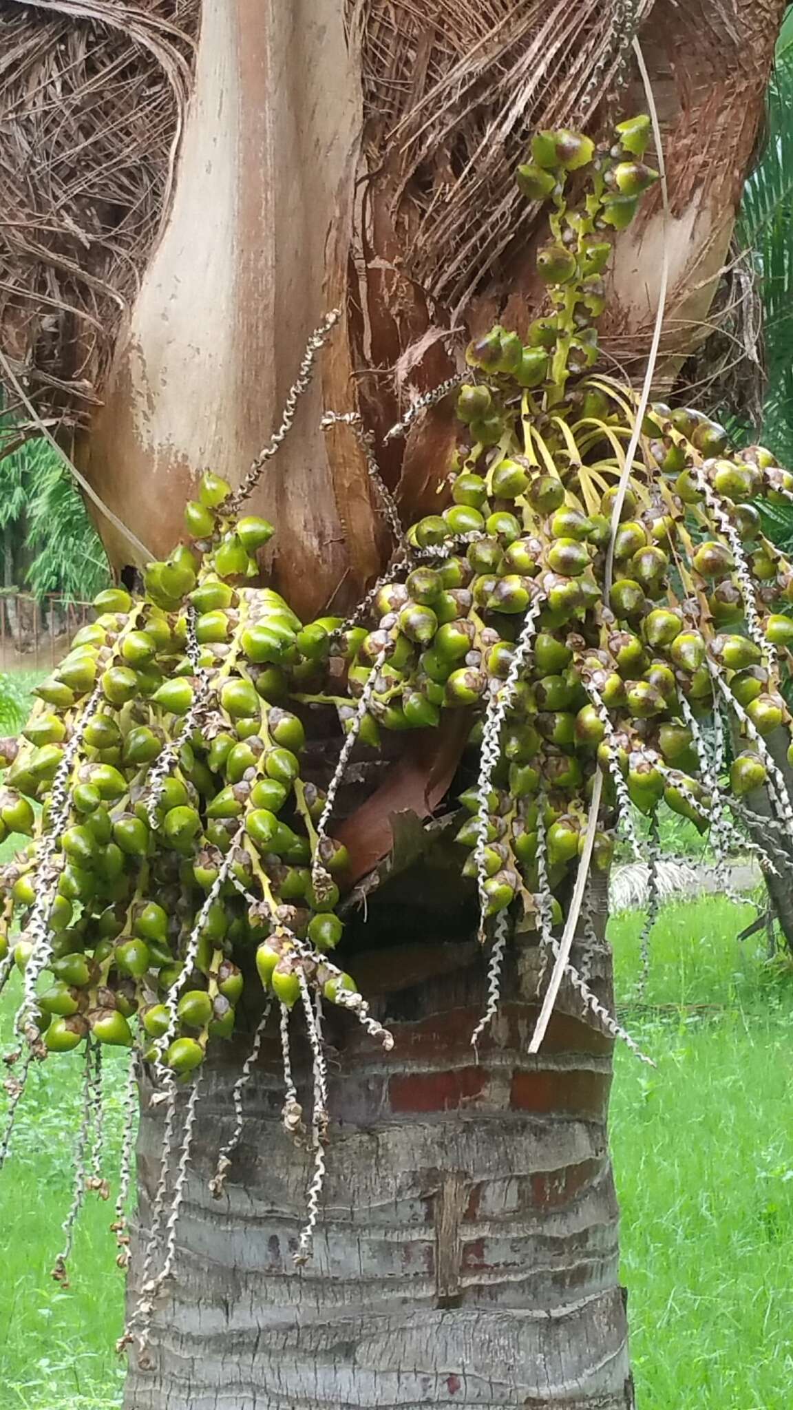 Beccariophoenix fenestralis J. Dransf. & Rakotoarin. resmi