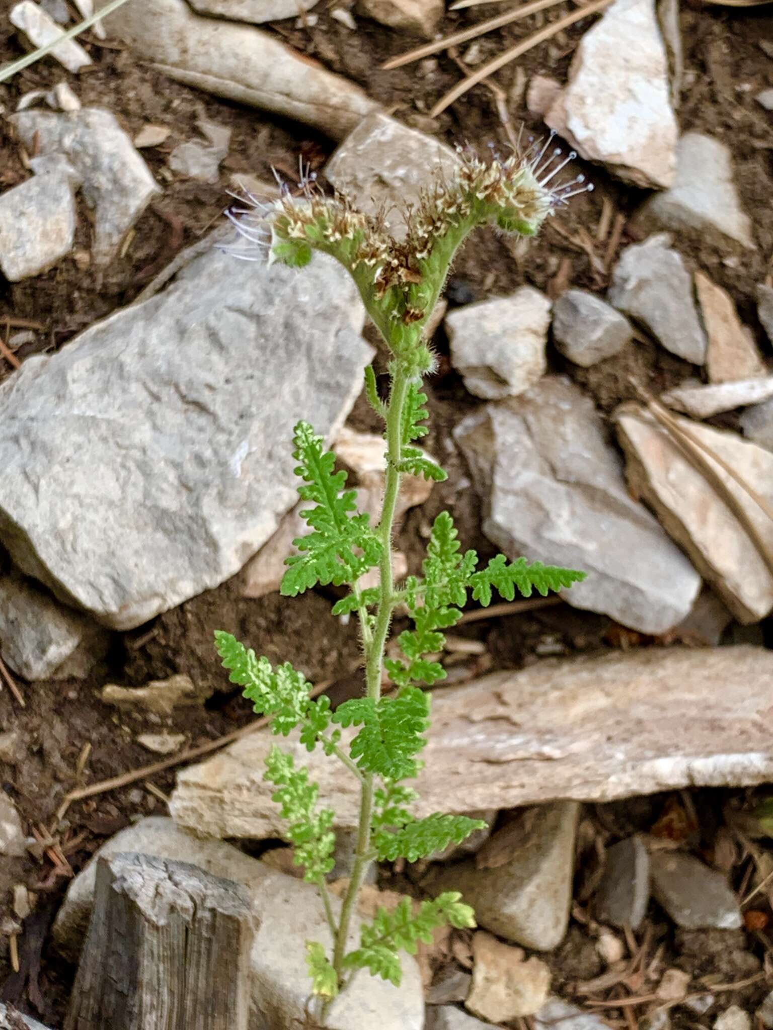 Phacelia alba Rydb. resmi