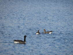 Image of Eurasian White-fronted Goose