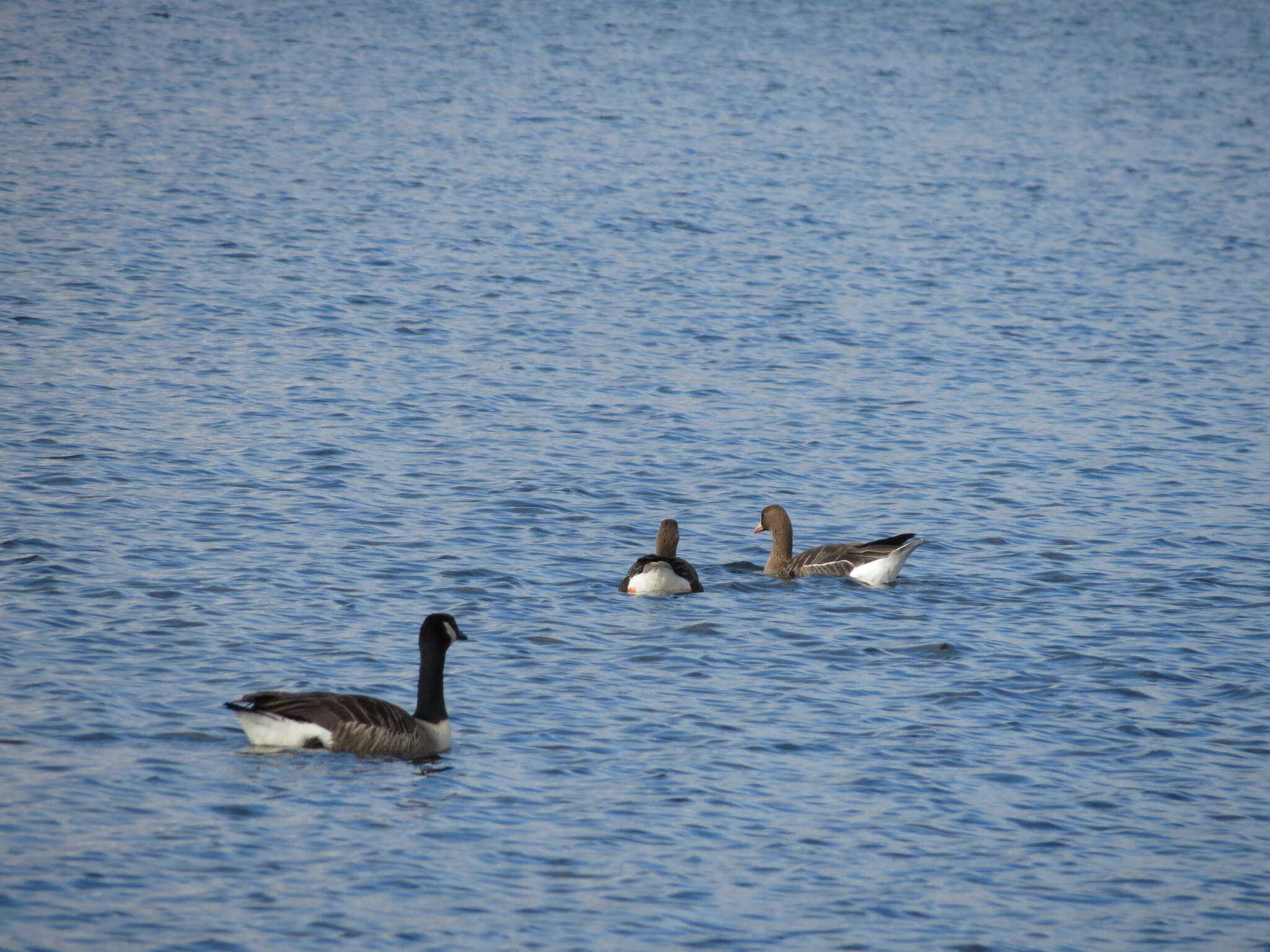 Image of Eurasian White-fronted Goose