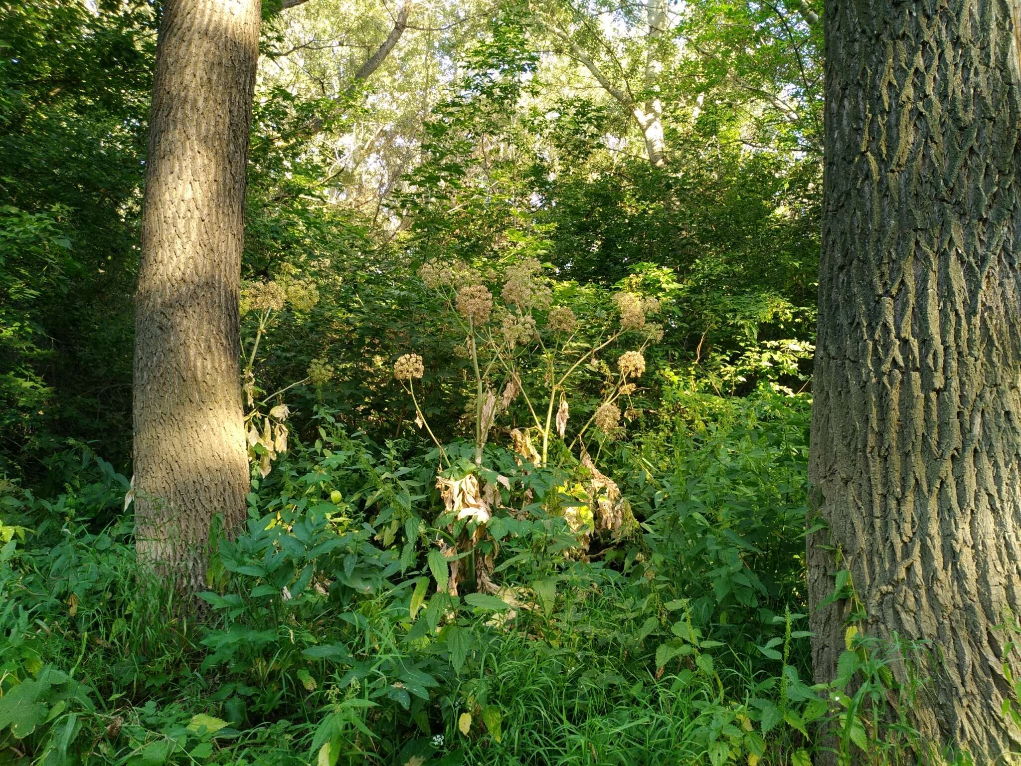 Angelica decurrens (Ledeb.) B. Fedtsch. resmi