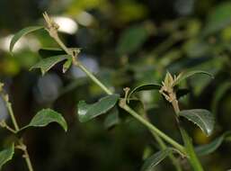 Image of Lemon-thorn