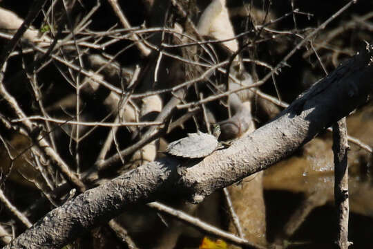 Image of Ringed Map Turtle