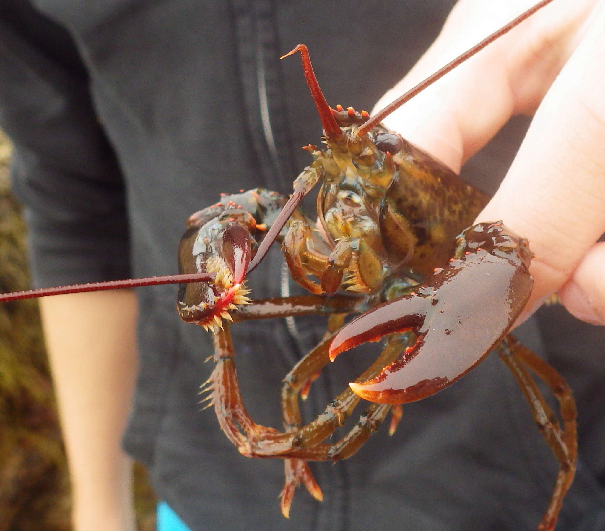 Image of American Lobster