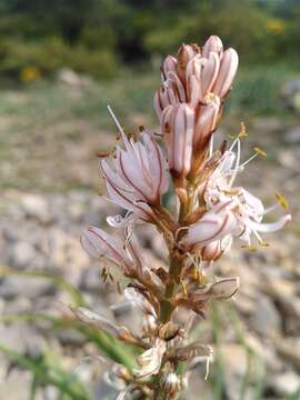 Imagem de Asphodelus cerasiferus J. Gay