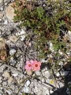 Image of Pelargonium incarnatum (L.) Moench