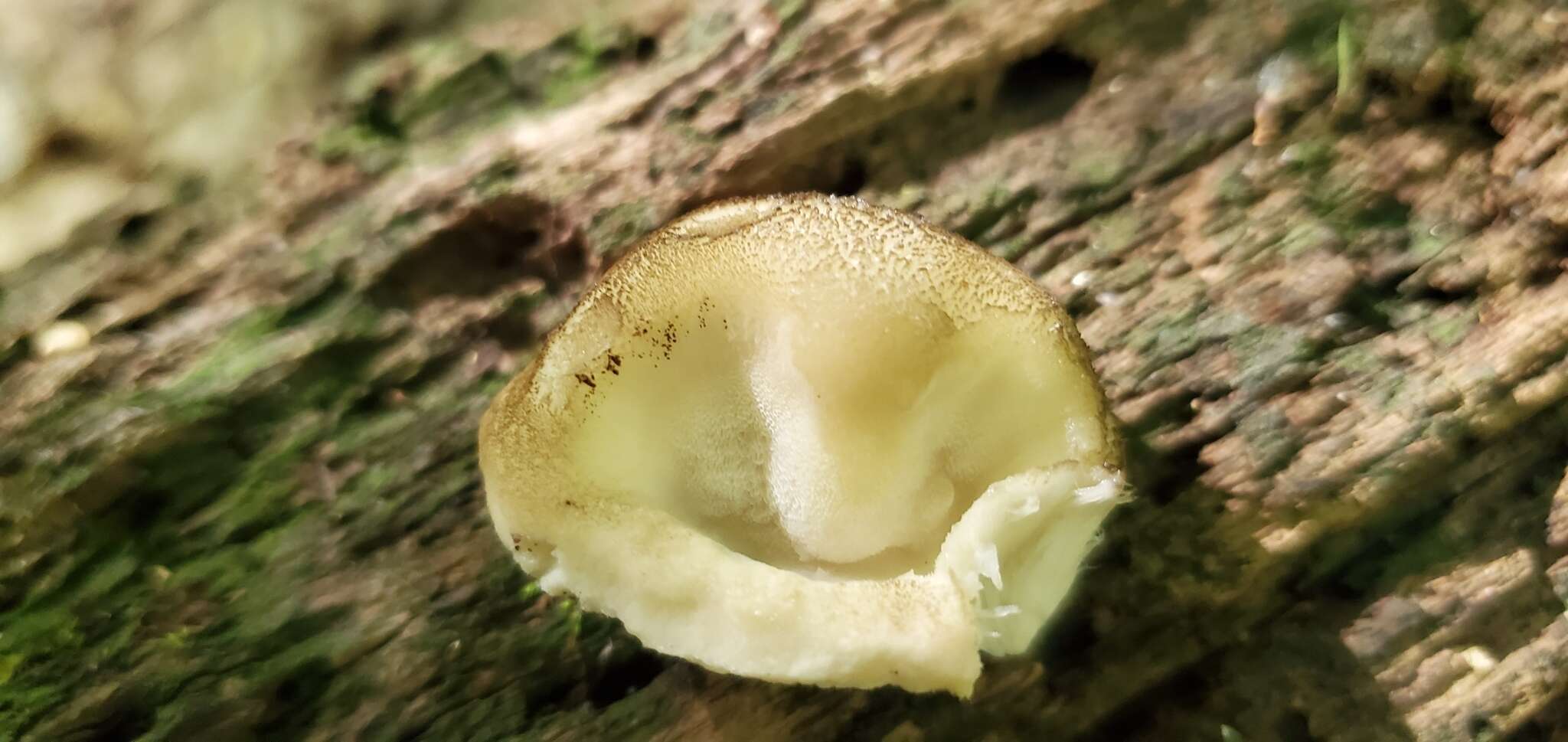 Image of Tyromyces galactinus (Berk.) J. Lowe 1975