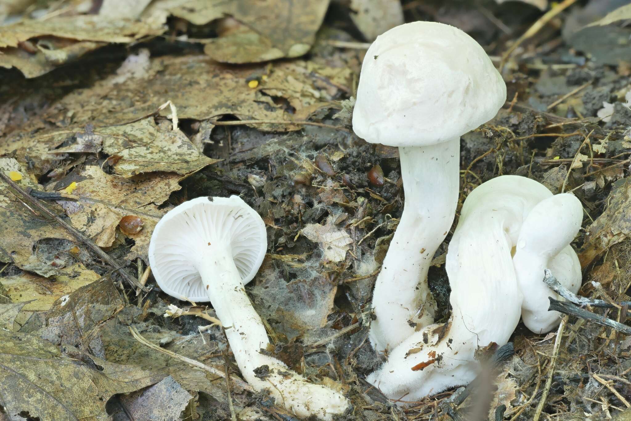 Image de Hygrocybe angustifolia (Murrill) Candusso 1997