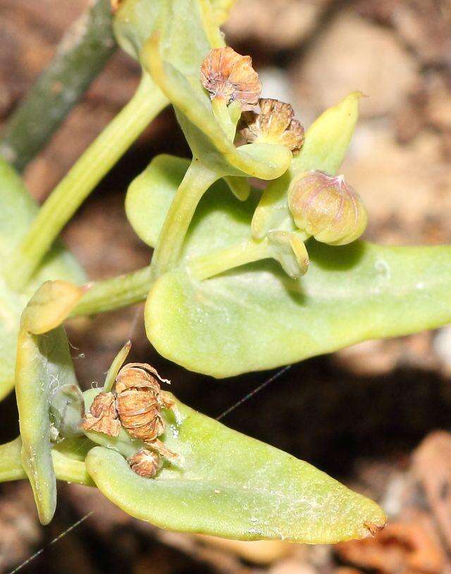 Image of Othonna perfoliata (L. fil.) Sch. Bip.