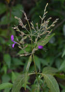 Image of Hypoestes floribunda R. Br.