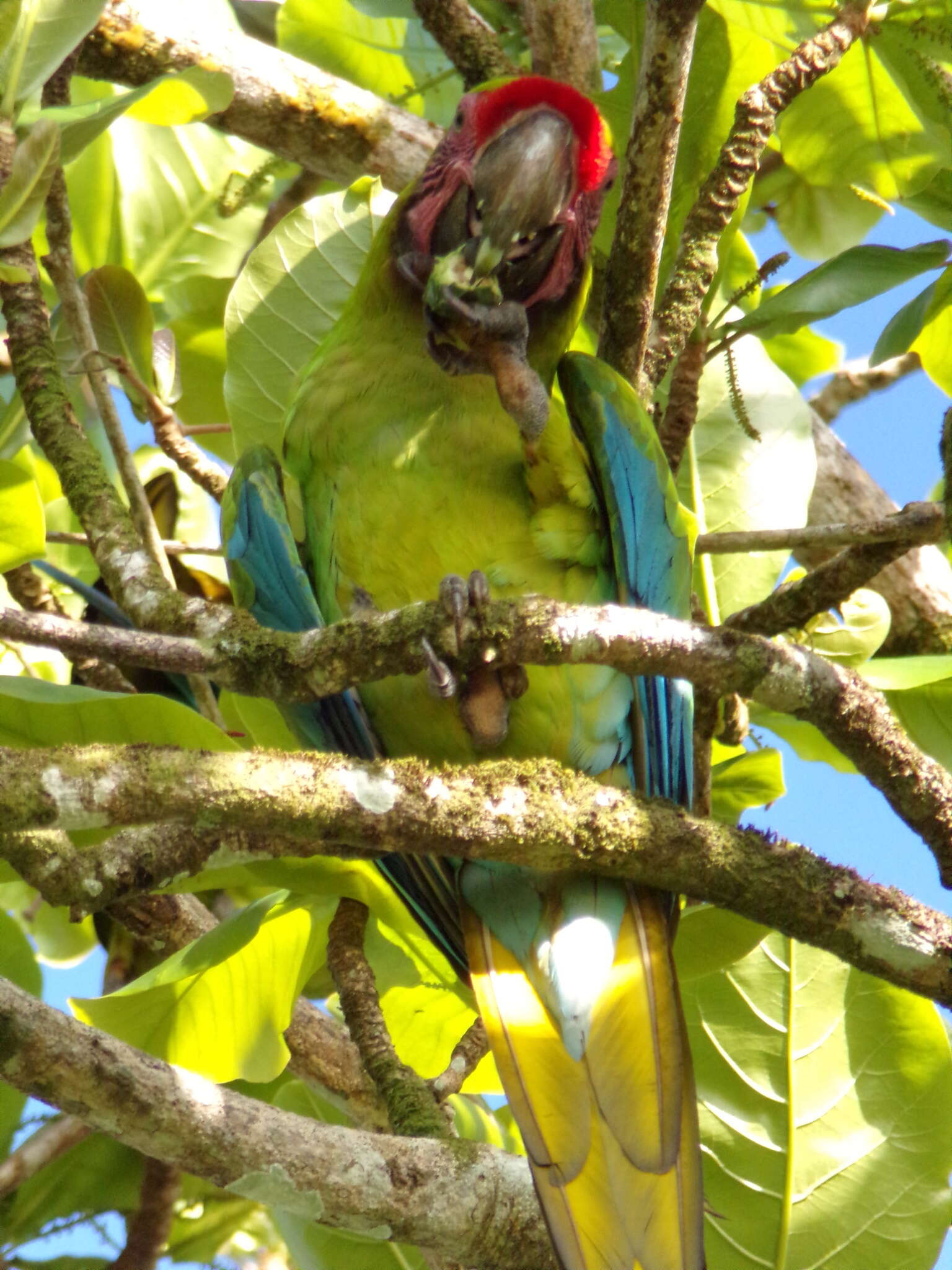 Image of Great Green Macaw