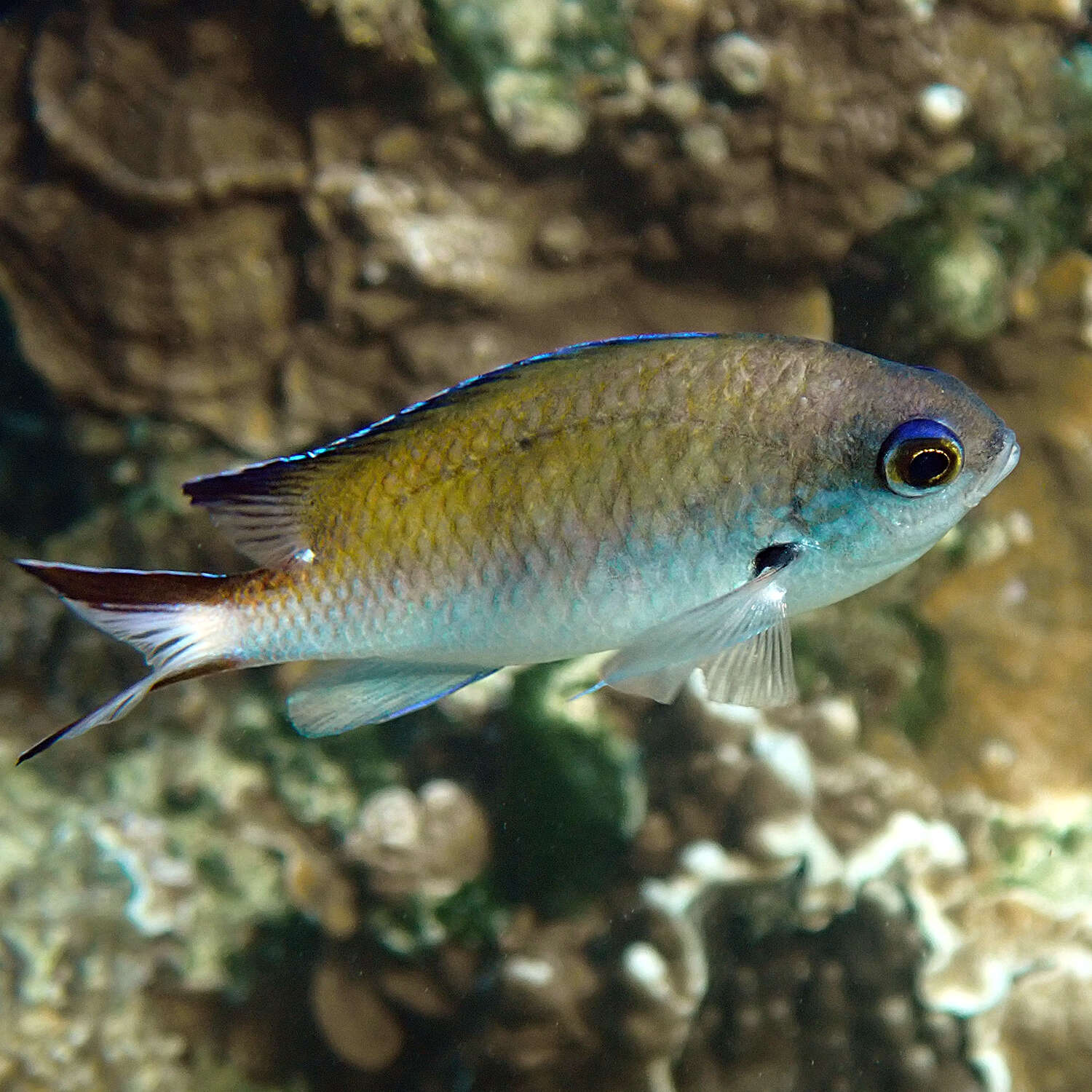 Image de Chromis norfolkensis Allen G. R. & Allen M 2021