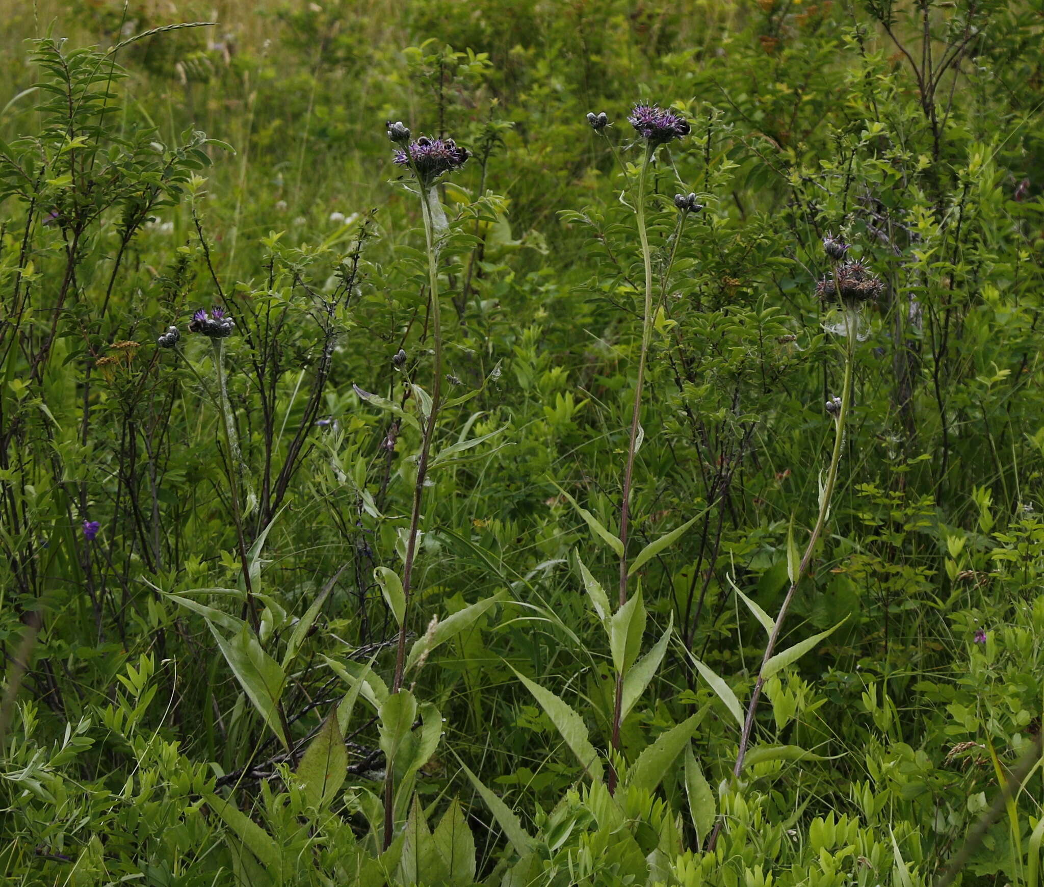 Image of Saussurea pseudotilesii Lipsch.