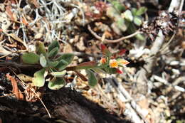 Image of Echeveria pulvinata Rose