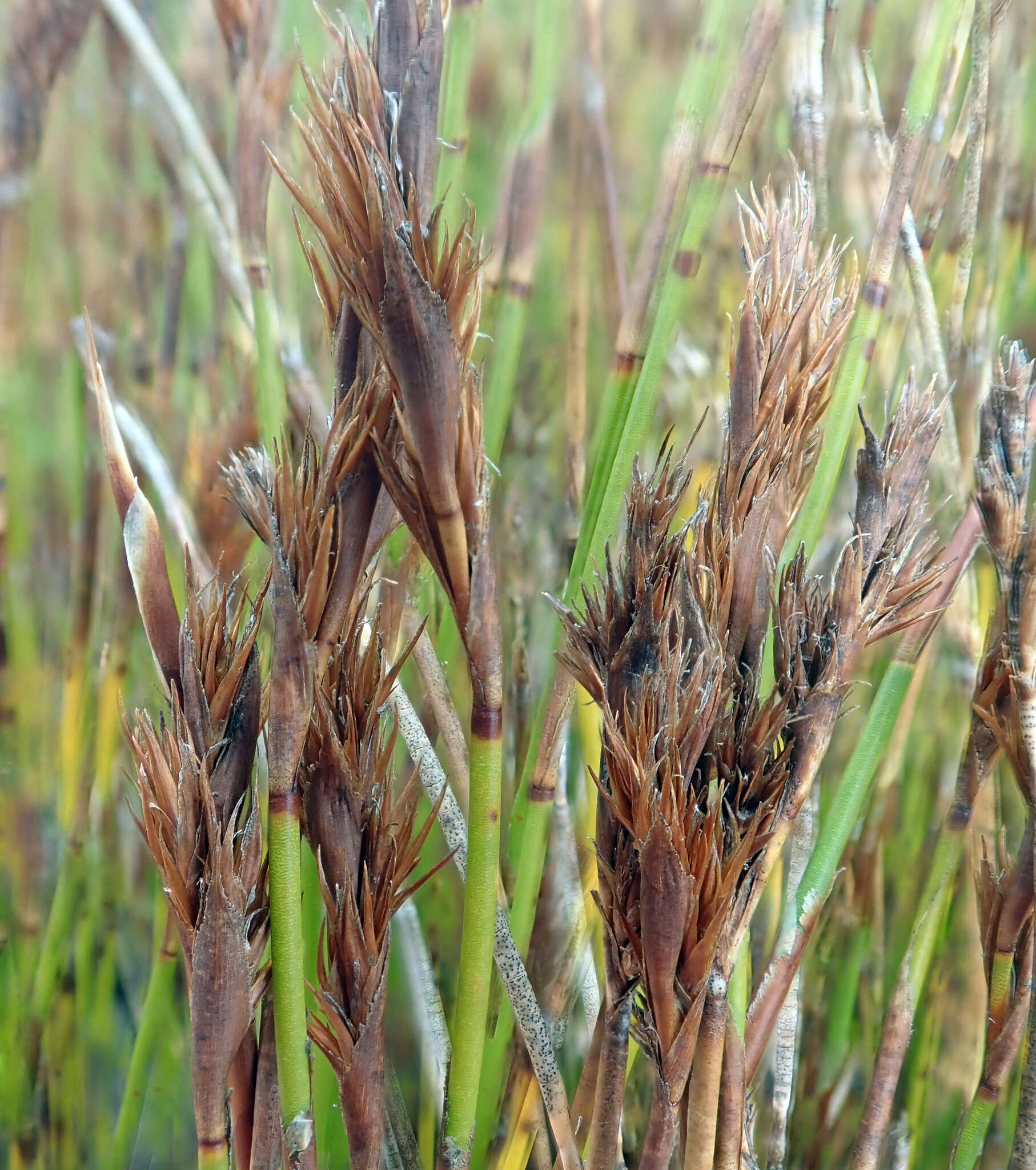 Image of Sporadanthus traversii (F. Muell.) Buchanan