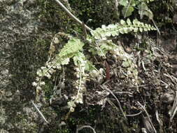 Plancia ëd Asplenium incisum Thunb.