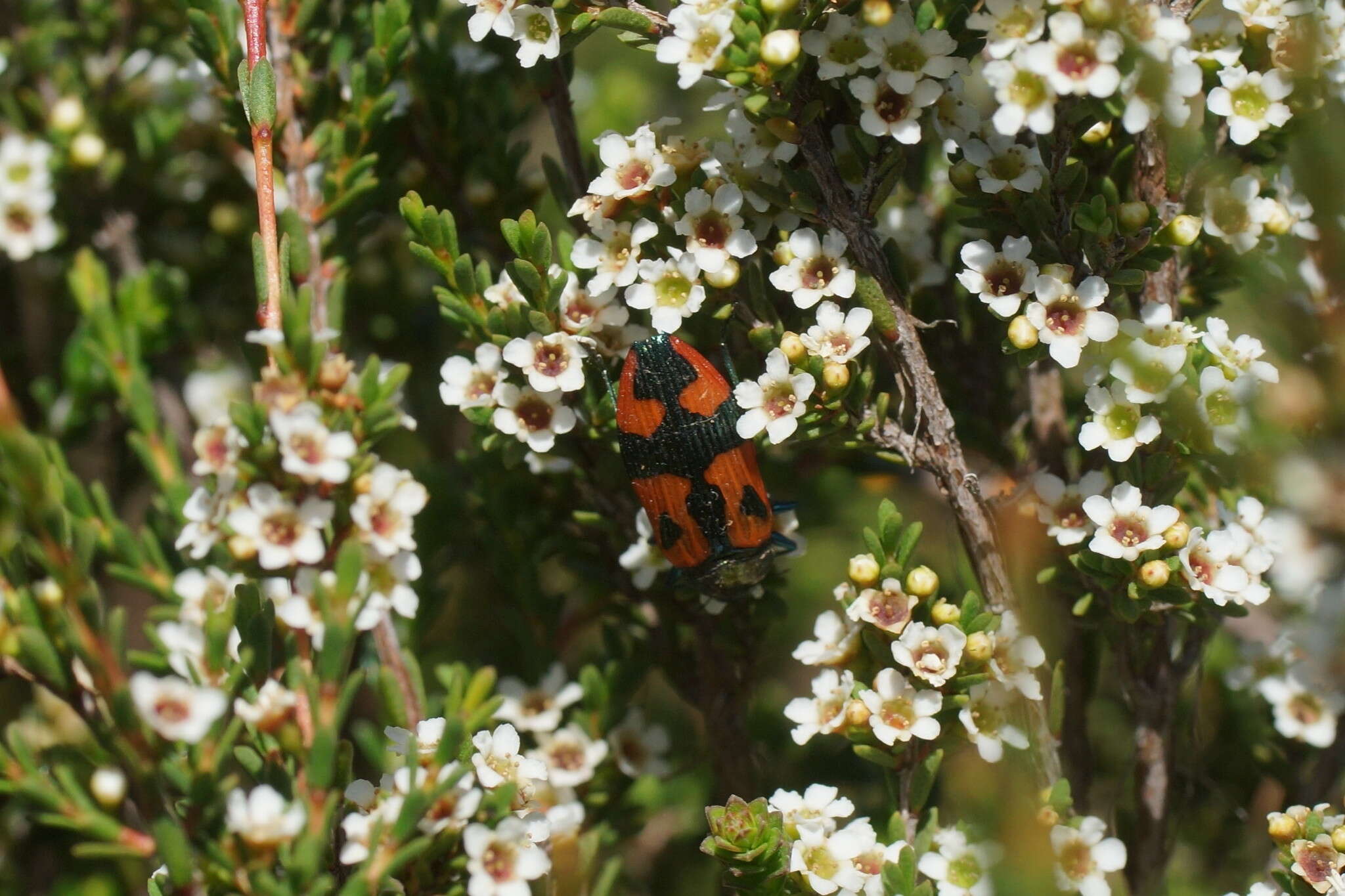 Image of Baeckea gunniana Schau. ex Walp.