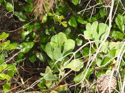Image de Polygonella macrophylla Small
