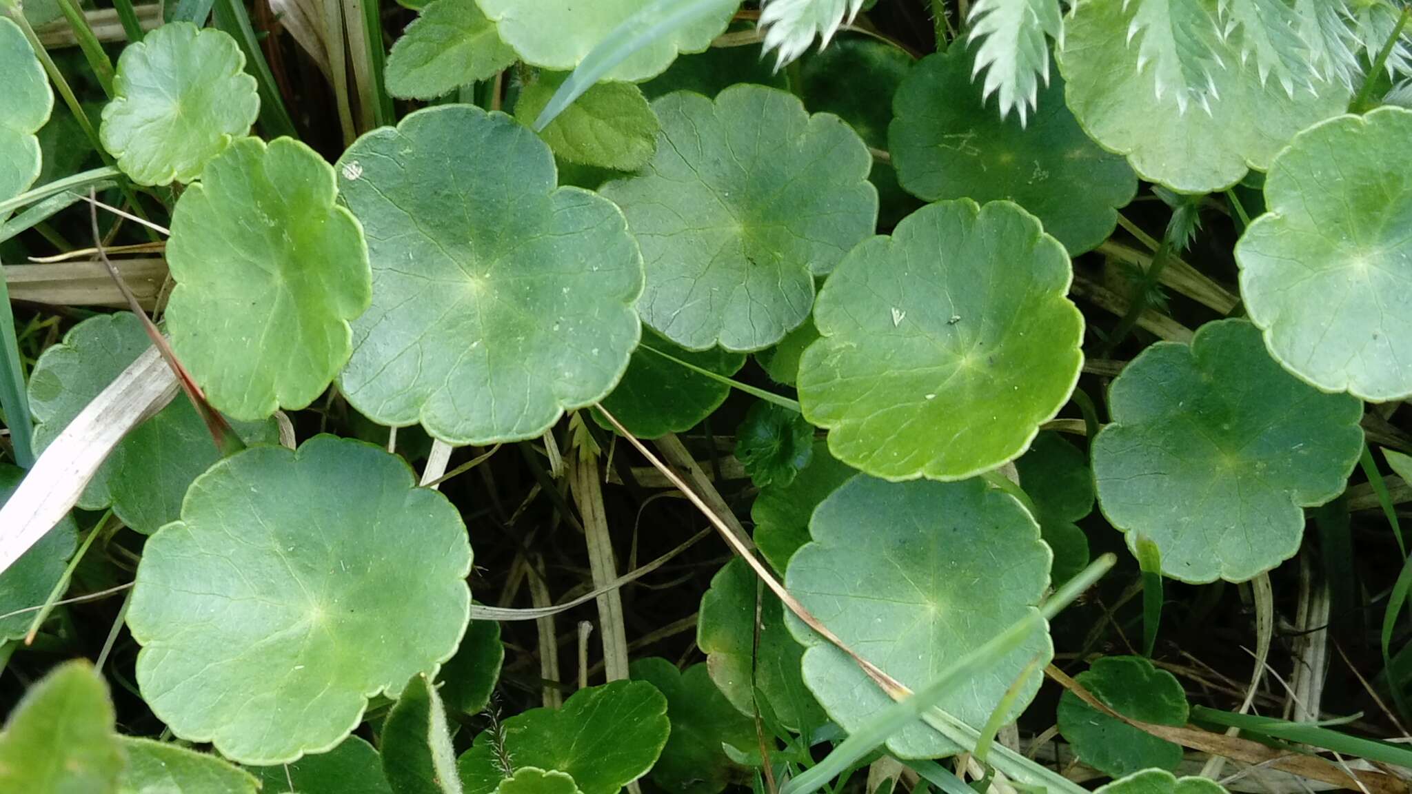 Image of Marsh Pennywort