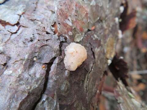 Image de Tremella encephala Pers. 1801