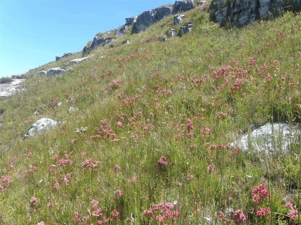 Plancia ëd Erica borboniifolia Salisb.