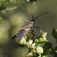 Image of western leaf-footed bug