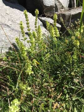 Image de Sideritis hyssopifolia L.