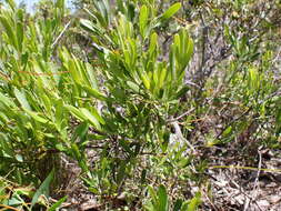 Image of Grevillea pauciflora R. Br.