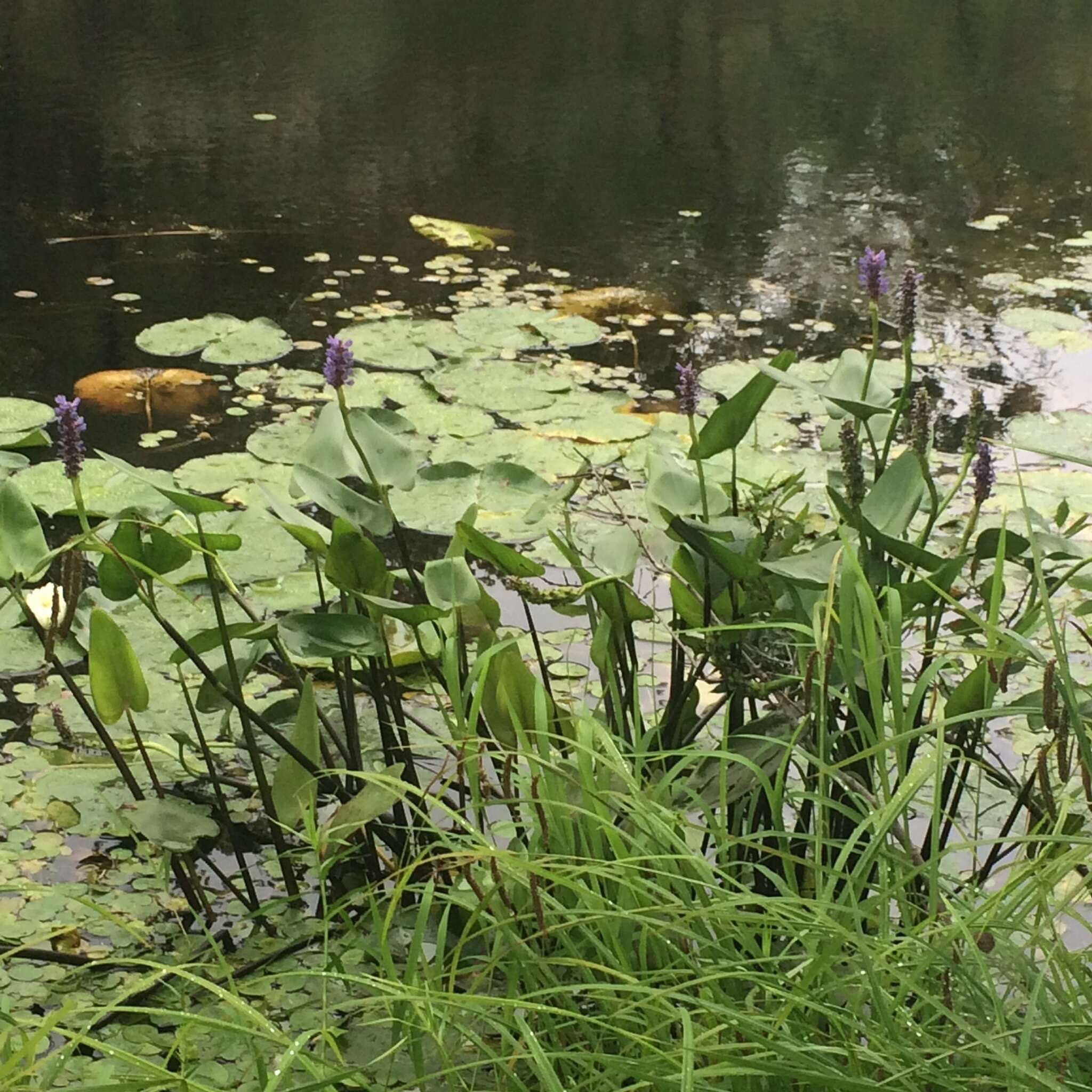 Image of pickerelweed