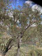 صورة Eucalyptus macrorhyncha F. Müll.