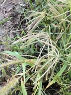 Image of windmill grass