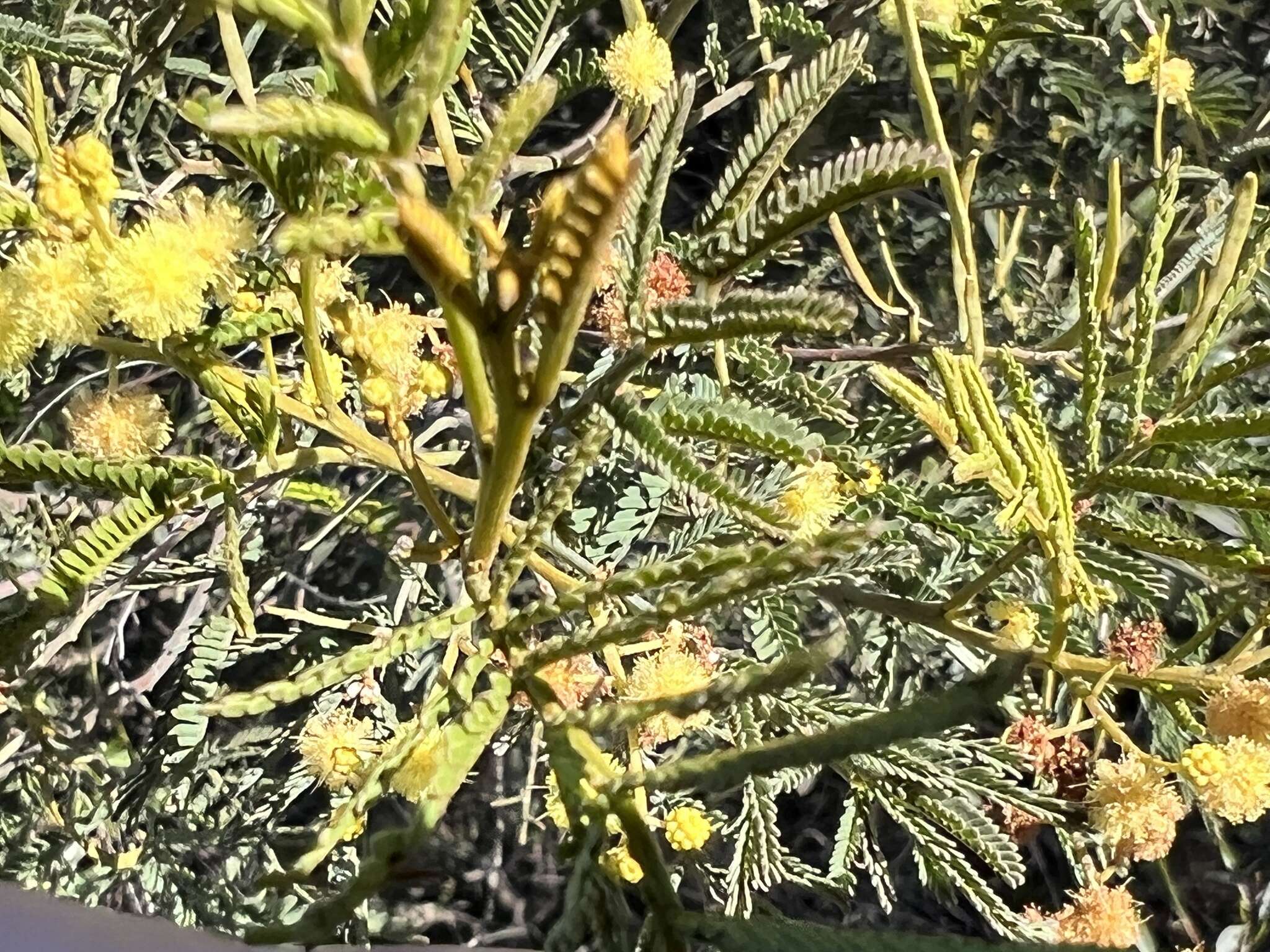 Sivun Acacia deanei (R. T. Baker) M. B. Welch, Coombs & McGlynn kuva