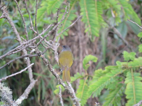 Arizelocichla nigriceps (Shelley 1889)的圖片