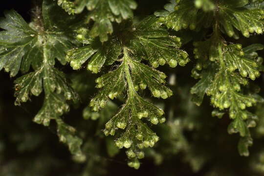 Image of Hymenophyllum rufescens Kirk