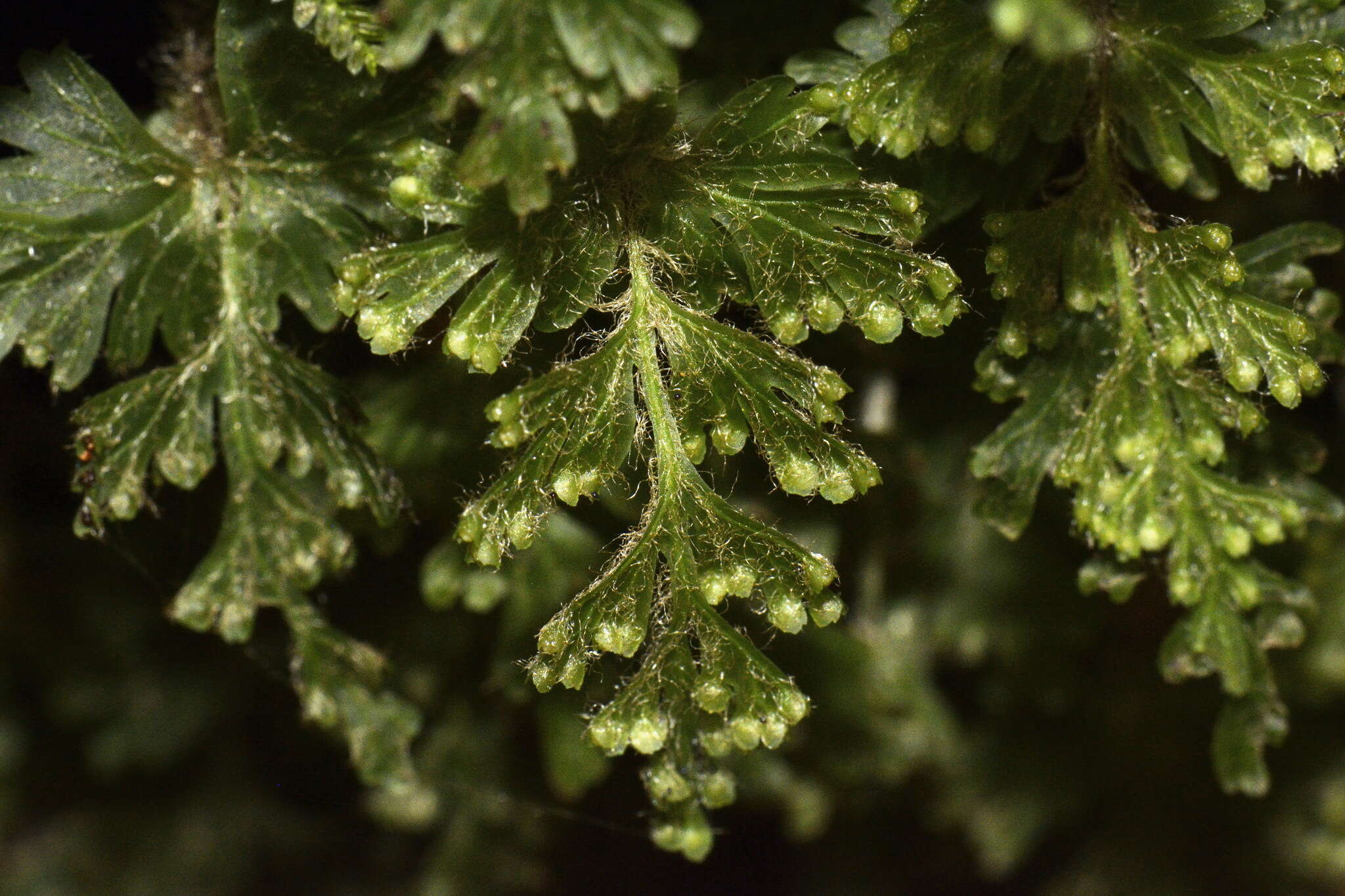 Plancia ëd Hymenophyllum rufescens Kirk