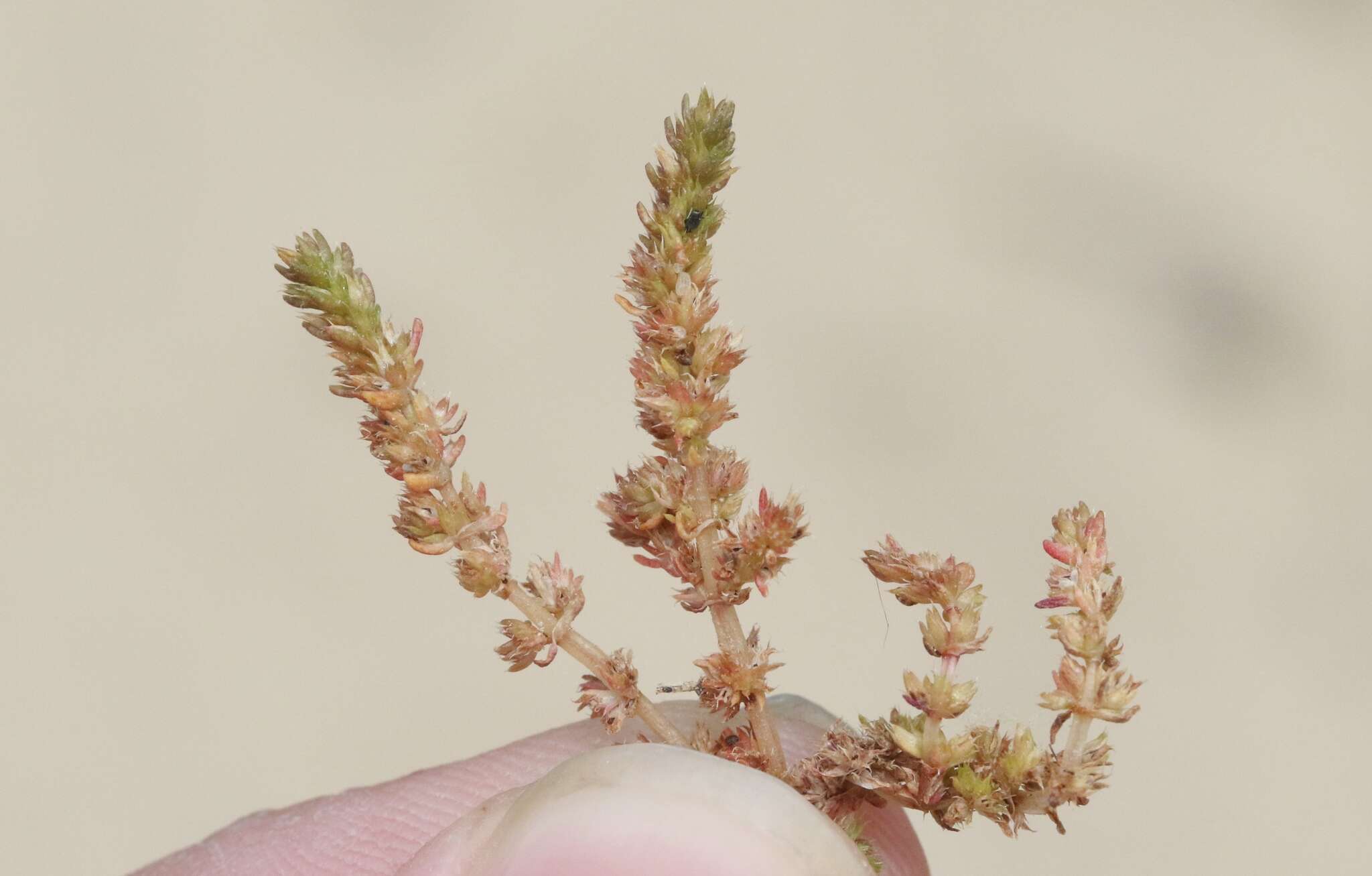 Crassula tillaea Lester-Garland resmi