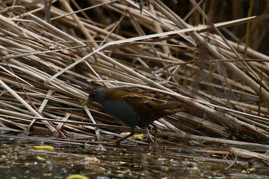 Image of Little Crake