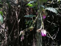 Image of Rubus roseus Poir.